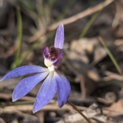 Cyanicula caerulea (Blue Fingers, Blue Fairies) at Currawang, NSW - 23 Sep 2021 by camcols