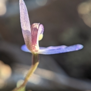 Cyanicula caerulea at Currawang, NSW - suppressed