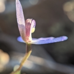 Cyanicula caerulea at Currawang, NSW - 23 Sep 2021