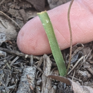 Cyanicula caerulea at Currawang, NSW - suppressed