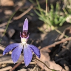 Cyanicula caerulea at Currawang, NSW - suppressed