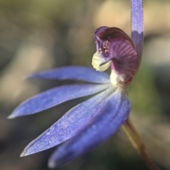 Cyanicula caerulea at Currawang, NSW - suppressed