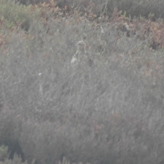 Calidris subruficollis at Port of Brisbane, QLD - 26 Jan 2019 07:17 AM