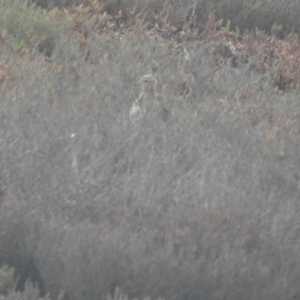 Calidris subruficollis at Port of Brisbane, QLD - 26 Jan 2019 07:17 AM