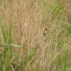 Lonchura castaneothorax (Chestnut-breasted Mannikin) at Wynnum West, QLD - 26 Jan 2019 by Liam.m