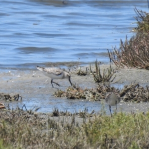 Calidris falcinellus at Manly, QLD - 26 Jan 2019