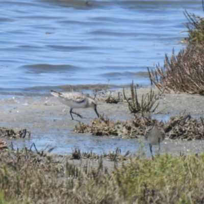 Calidris falcinellus (Broad-billed Sandpiper) at Manly, QLD - 26 Jan 2019 by Liam.m