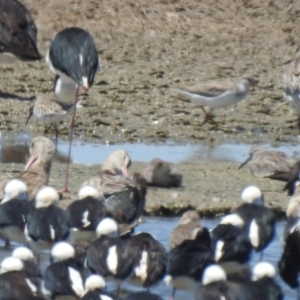 Xenus cinereus at Manly, QLD - 26 Jan 2019