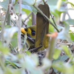 Manorina melanophrys (Bell Miner) at Pambula - 19 Jul 2019 by Liam.m