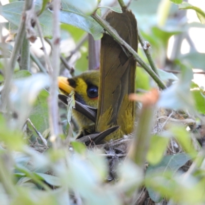 Manorina melanophrys (Bell Miner) at Pambula Beach, NSW - 19 Jul 2019 by Liam.m