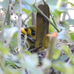 Manorina melanophrys (Bell Miner) at Pambula - 18 Jul 2019 by Liam.m