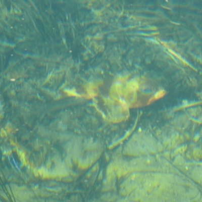 Unidentified Fish at Merimbula, NSW - 19 Jul 2019 by Liam.m
