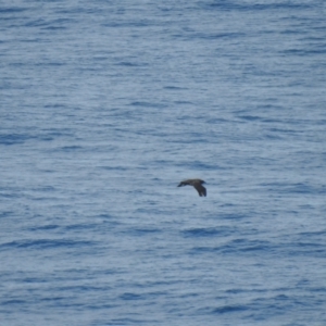 Stercorarius antarcticus at Green Cape, NSW - 20 Jul 2019 11:51 AM