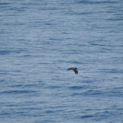 Stercorarius antarcticus (Brown Skua) at Ben Boyd National Park - 20 Jul 2019 by Liam.m