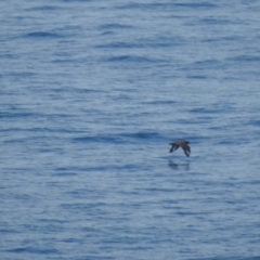 Stercorarius antarcticus at Green Cape, NSW - 20 Jul 2019