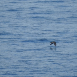 Stercorarius antarcticus at Green Cape, NSW - 20 Jul 2019 11:51 AM