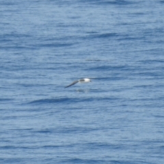 Thalassarche carteri (Indian Yellow-nosed Albatross) at Ben Boyd National Park - 20 Jul 2019 by Liam.m