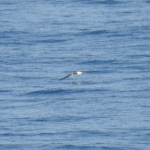 Thalassarche carteri at Green Cape, NSW - 20 Jul 2019