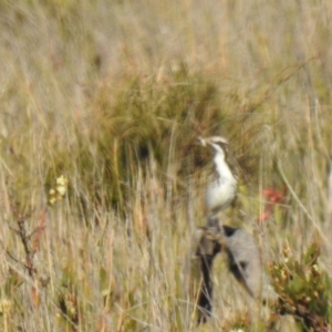 Glyciphila melanops at Green Cape, NSW - 20 Jul 2019