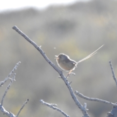 Stipiturus malachurus (Southern Emu-wren) at Ben Boyd National Park - 20 Jul 2019 by Liam.m