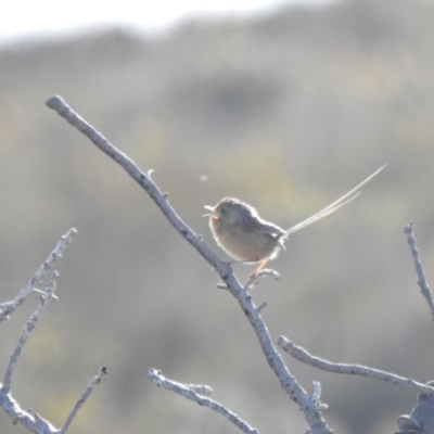 Stipiturus malachurus (Southern Emuwren) at Green Cape, NSW - 20 Jul 2019 by Liam.m