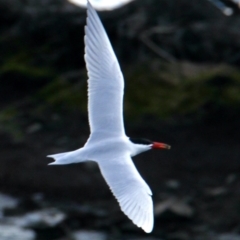 Hydroprogne caspia (Caspian Tern) at Lake Hume Village, NSW - 23 Sep 2021 by PaulF