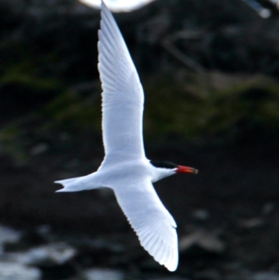 Hydroprogne caspia (Caspian Tern) at Albury - 23 Sep 2021 by PaulF