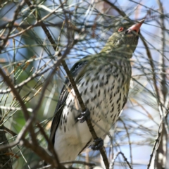 Oriolus sagittatus (Olive-backed Oriole) at Majura, ACT - 21 Sep 2021 by jb2602