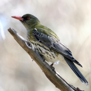 Oriolus sagittatus at Majura, ACT - 21 Sep 2021 02:05 PM