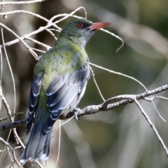 Oriolus sagittatus at Majura, ACT - 21 Sep 2021