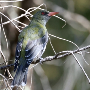 Oriolus sagittatus at Majura, ACT - 21 Sep 2021 02:05 PM