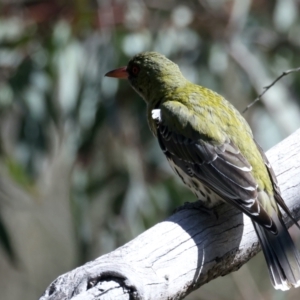 Oriolus sagittatus at Majura, ACT - 21 Sep 2021 02:05 PM