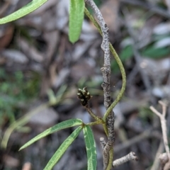 Glycine clandestina (Twining Glycine) at Currawang, NSW - 22 Sep 2021 by camcols