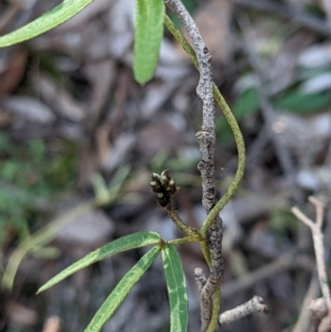 Glycine clandestina at Currawang, NSW - 22 Sep 2021