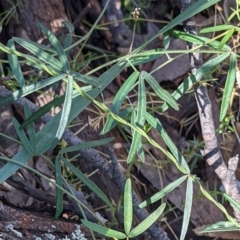 Glycine clandestina at Currawang, NSW - suppressed