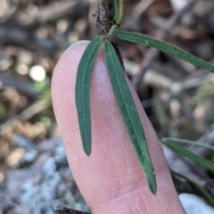 Glycine clandestina at Currawang, NSW - 22 Sep 2021