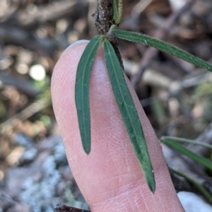 Glycine clandestina at Currawang, NSW - suppressed