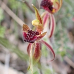 Caladenia actensis (Canberra Spider Orchid) at Hackett, ACT by AnneG1