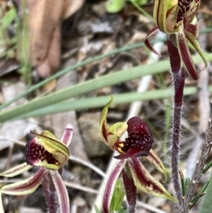 Caladenia actensis at suppressed - 23 Sep 2021