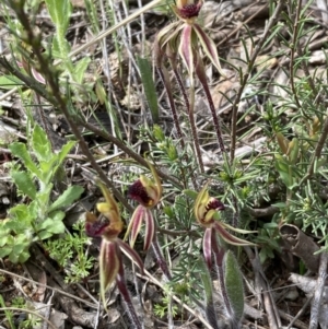 Caladenia actensis at suppressed - 23 Sep 2021