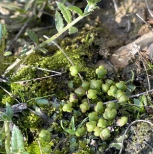 Asterella drummondii at Nicholls, ACT - 23 Sep 2021 02:54 PM