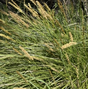 Carex appressa at Nicholls, ACT - 23 Sep 2021 12:58 PM