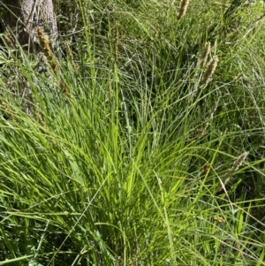 Carex appressa at Nicholls, ACT - 23 Sep 2021 12:58 PM