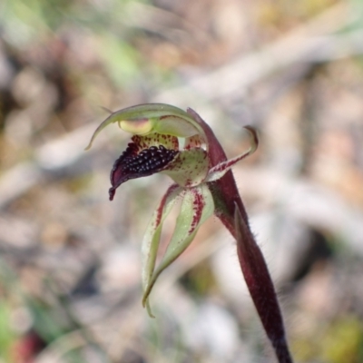 Caladenia actensis (Canberra Spider Orchid) at Mount Majura - 23 Sep 2021 by AnneG1