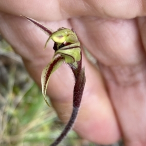 Caladenia actensis at suppressed - 23 Sep 2021