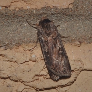 Agrotis ipsilon at Wanniassa, ACT - 23 Sep 2021 09:34 PM