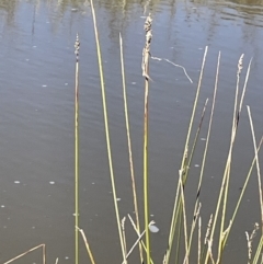 Carex tereticaulis (Poongort) at Percival Hill - 23 Sep 2021 by JaneR