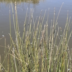 Carex tereticaulis at Nicholls, ACT - 23 Sep 2021