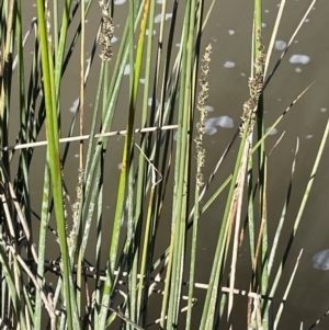 Carex tereticaulis at Nicholls, ACT - 23 Sep 2021