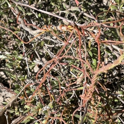Cassytha pubescens (Devil's Twine) at Percival Hill - 23 Sep 2021 by JaneR